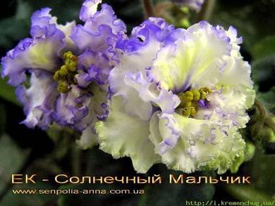 СолнечныйМальчик4