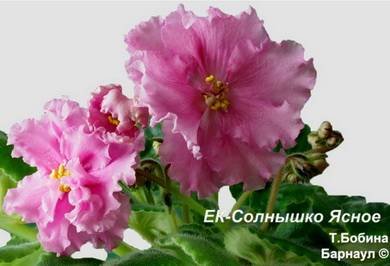 СолнышкоЯсное2