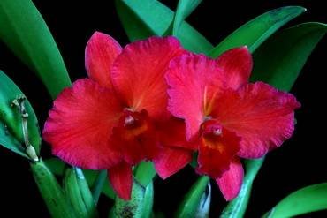 Sophrolaeliocattleya31