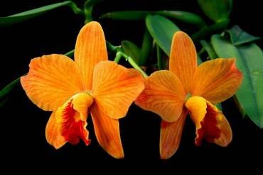 Sophrolaeliocattleya32