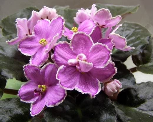 SoraAddisonRose6