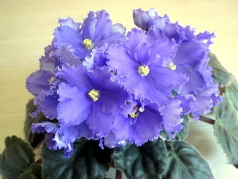 SoraBlueberrySherbet1