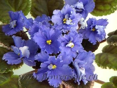 SoraBlueberrySherbet3