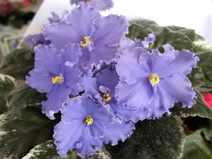 SoraBlueberrySherbet4