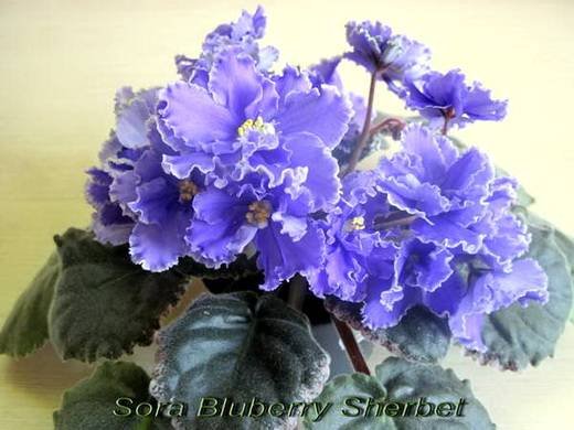 SoraBlueberrySherbet5