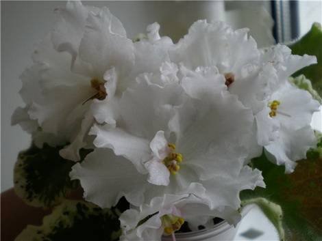 SouthernSugar1