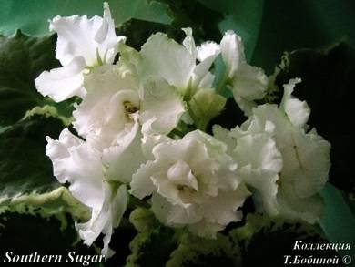 SouthernSugar3