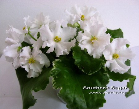 SouthernSugar4