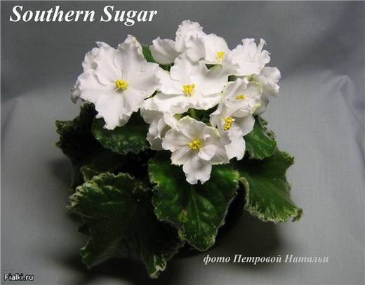 SouthernSugar5