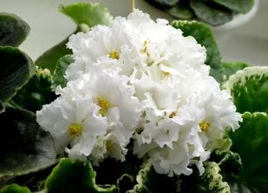 SouthernSugar7