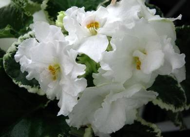 SouthernSugar8