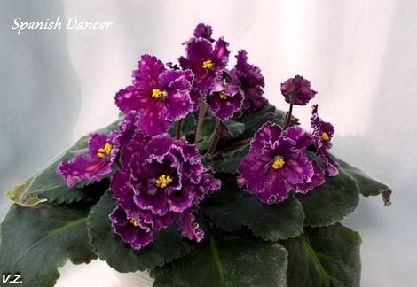 SpanishDancer1