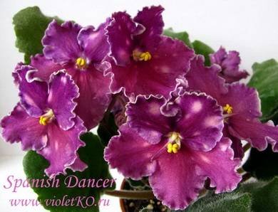 SpanishDancer2