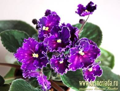SpanishDancer3