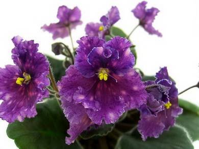 SpanishDancer4