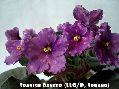 SpanishDancer5