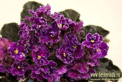 SpanishDancer6