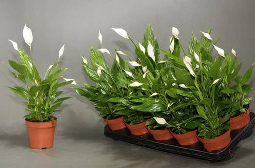 Spathiphyllum1