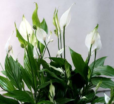 Spathiphyllum2