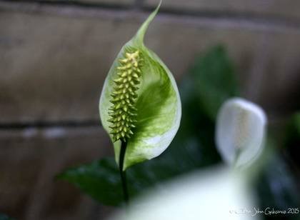 Spathiphyllum4