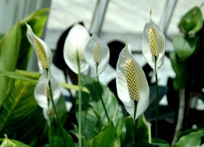 Spathiphyllum5