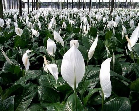 Spathiphyllum6