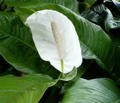 SpathiphyllumBlandum9