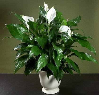 SpathiphyllumChopin8