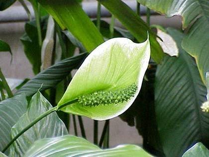 SpathiphyllumCochlearispathum8