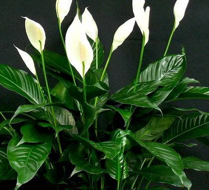 SpathiphyllumFloribundum9