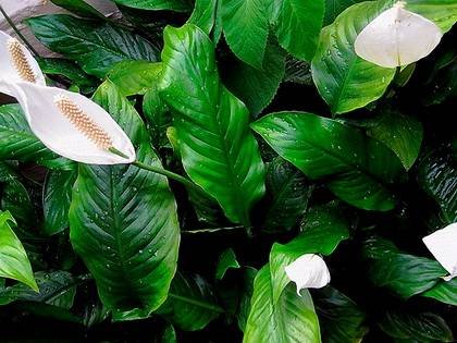 SpathiphyllumMaunaLoa9