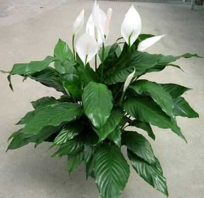 SpathiphyllumPetite9