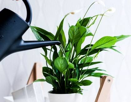 SpathiphyllumПолив9