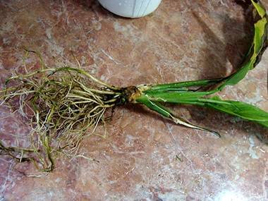 SpathiphyllumРазмн6