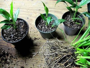 SpathiphyllumРазмн7