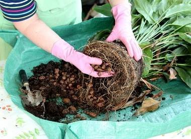 SpathiphyllumРазмн8