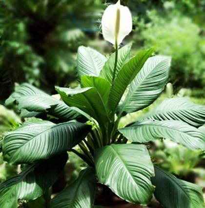 SpathiphyllumSensation8