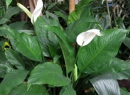 SpathiphyllumWallisii8