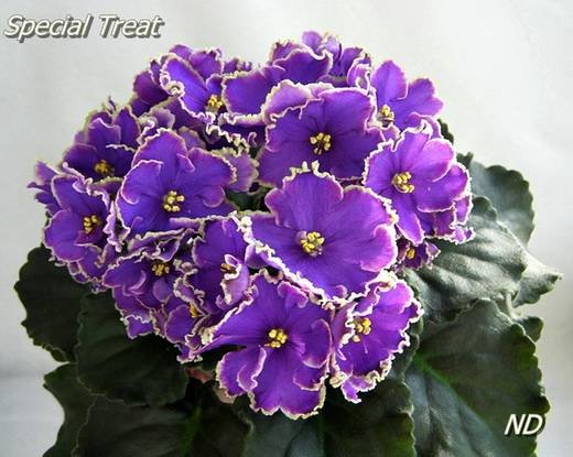 SpecialTreat5