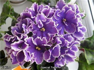 SpecialTreat7