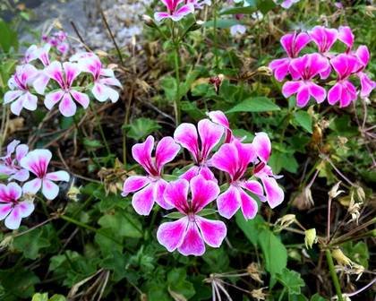 SpeciesPelargoniums9