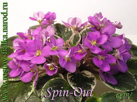 Spin-Out1