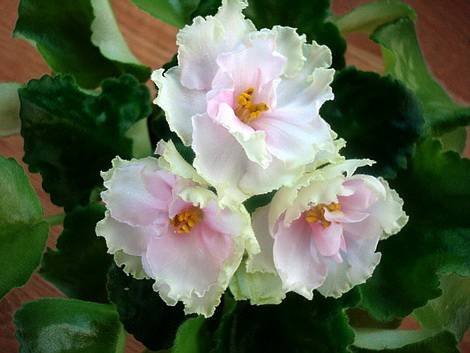 SpringKiss1