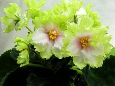 SpringKiss2