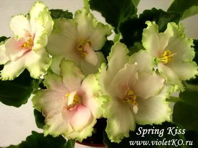 SpringKiss3.