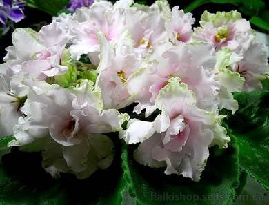 SpringKiss7