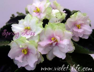 SpringKiss8