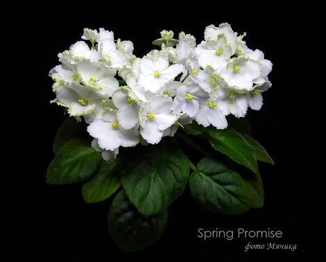 SpringPromise1