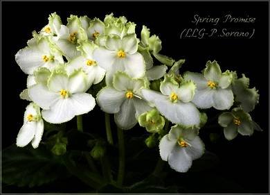 SpringPromise2