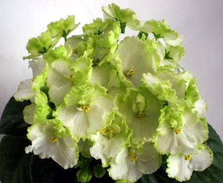 SpringPromise4